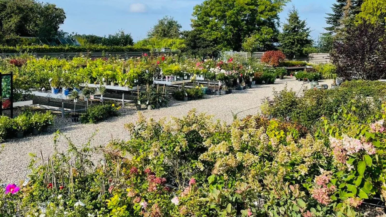 Nu er det plantetid: SvendborgSund PlanteSalg har fyldt op af skønne varer