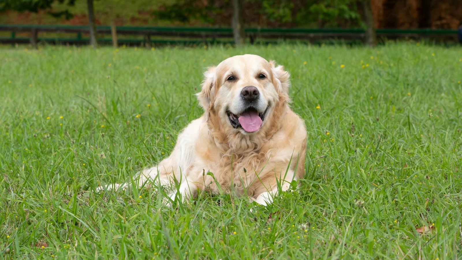 Sø-Pet Dyrehandel tilbyder specialbehandling til hunde den 30/8