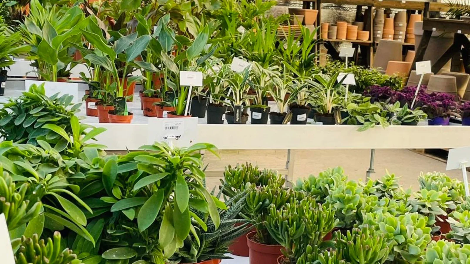 Nu kan du igen shoppe stueplanter hos Svendborgsund Plantesalg