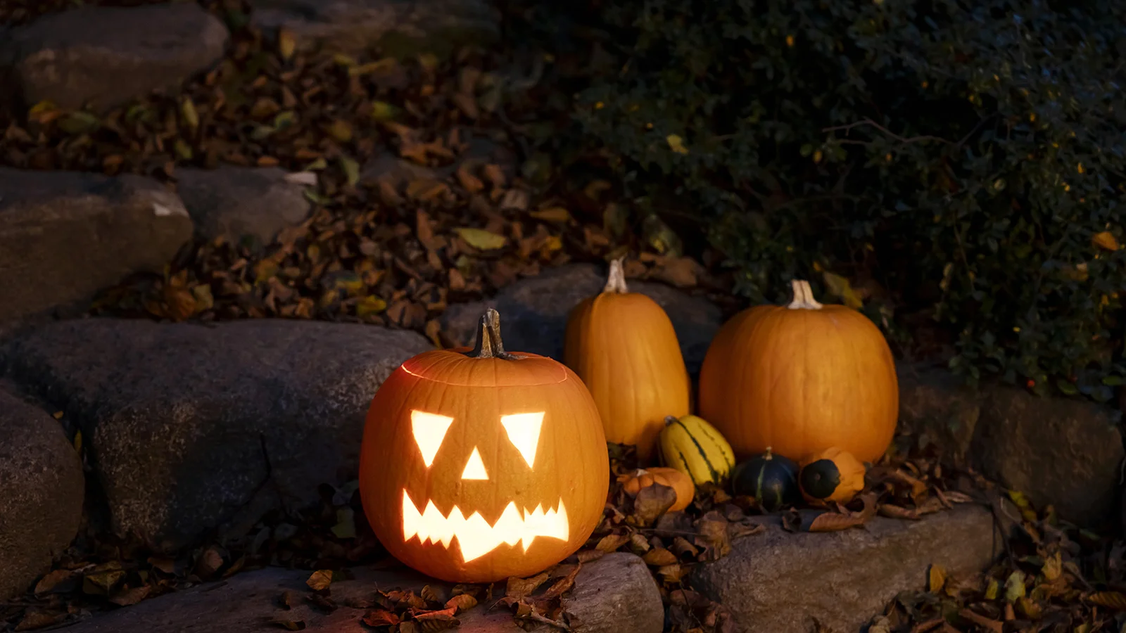 Plantorama Odense inviterer til en skræmmende Halloween fredag den 29. september