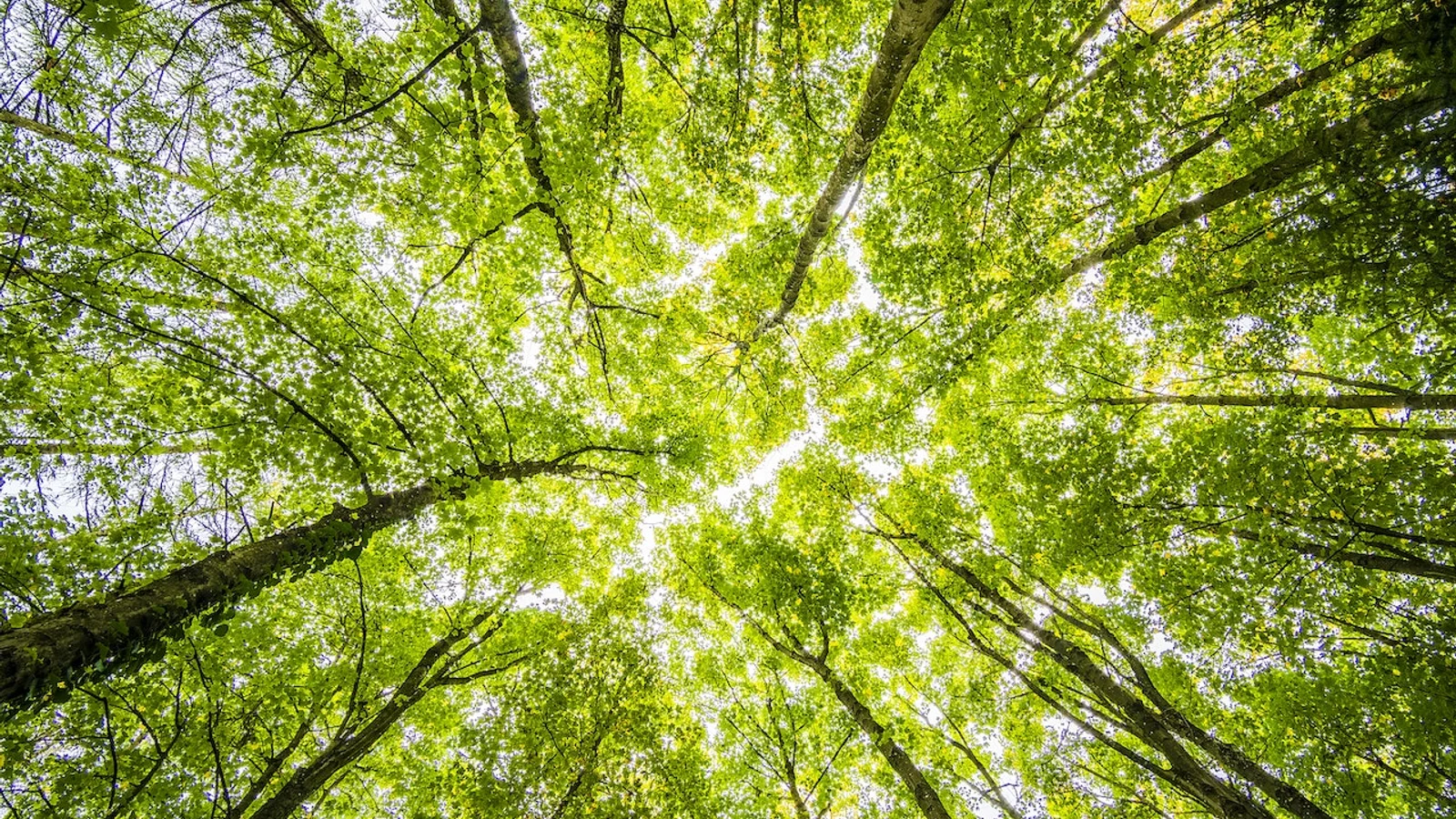 Fjernvarme Fyn og Odense Kommune vil plante skov ved Everenden