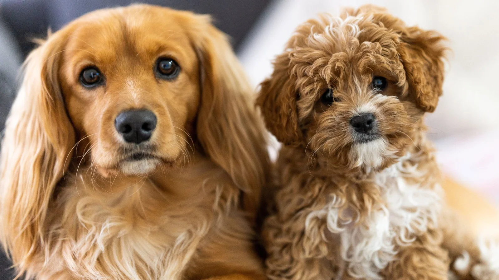 Hundesalon åbner hos Sø-Pet Dyrehandel