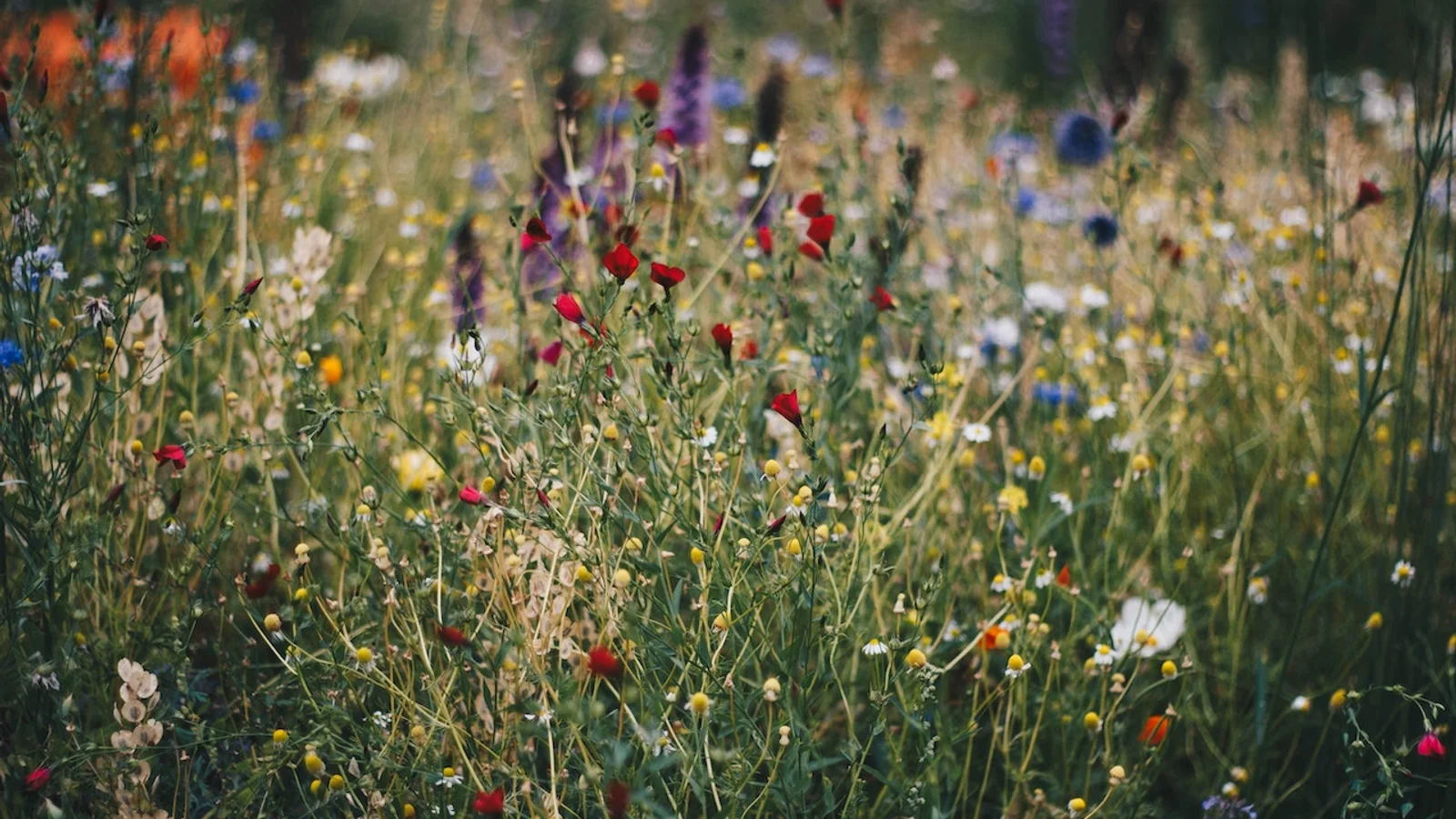 Tyve tiltag for mere biodiversitet er fortsat i fuldt flor