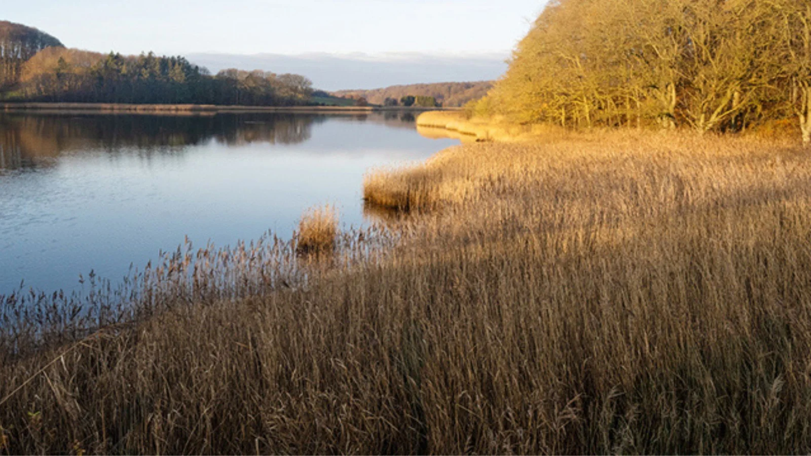 6,2 millioner til fjorden: Nyt Kystvandråd skal løfte vandmiljøet i Kolding Fjord