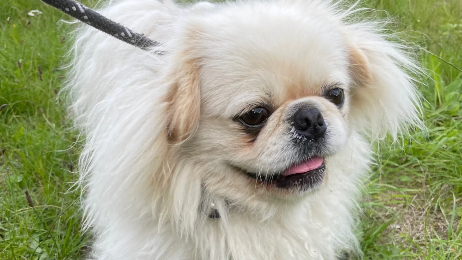 Lys pekingeser fundet i Vejle