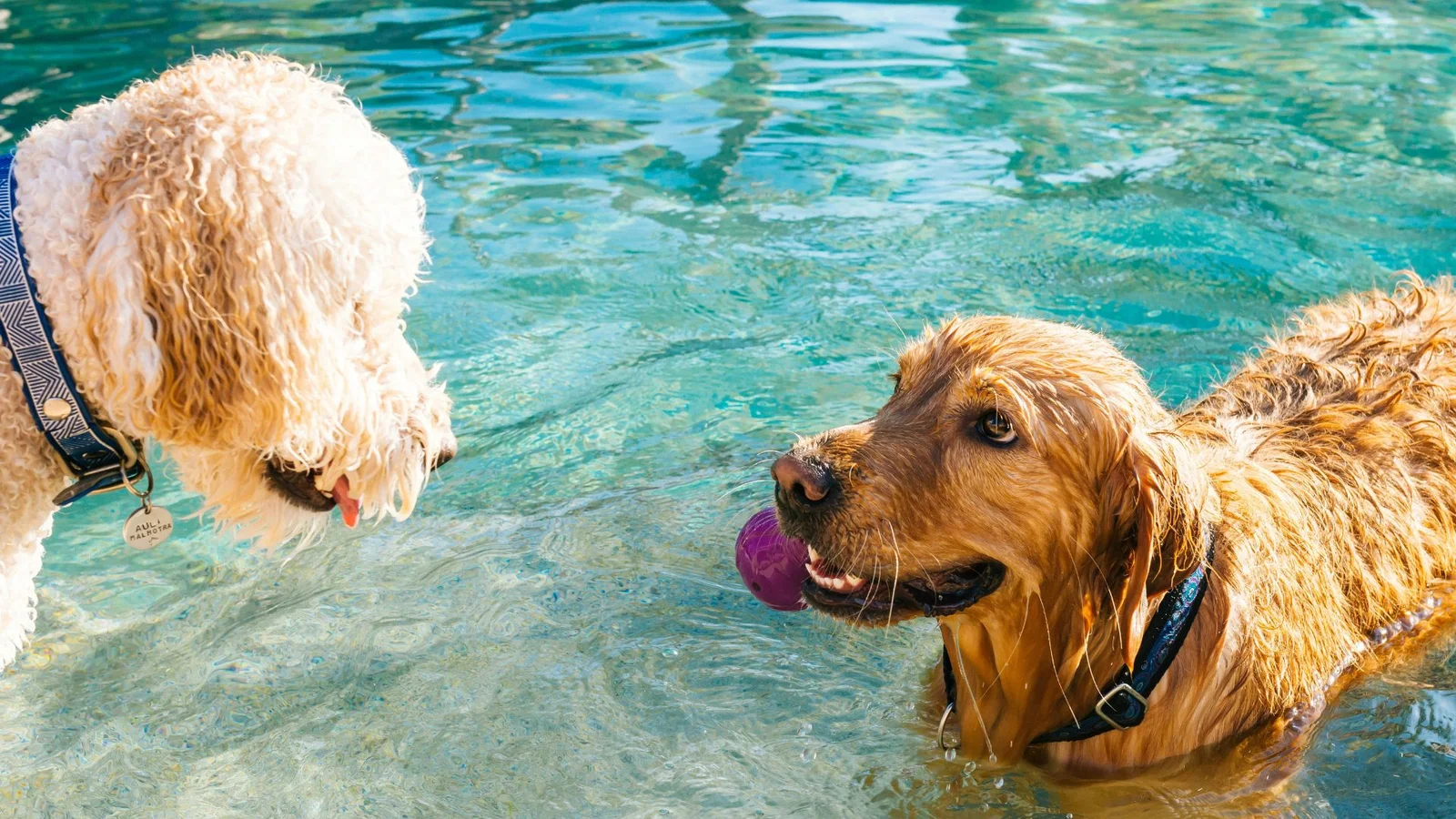 Giv din firbenede ven en god sommerferie hos Kolding Hundecenter