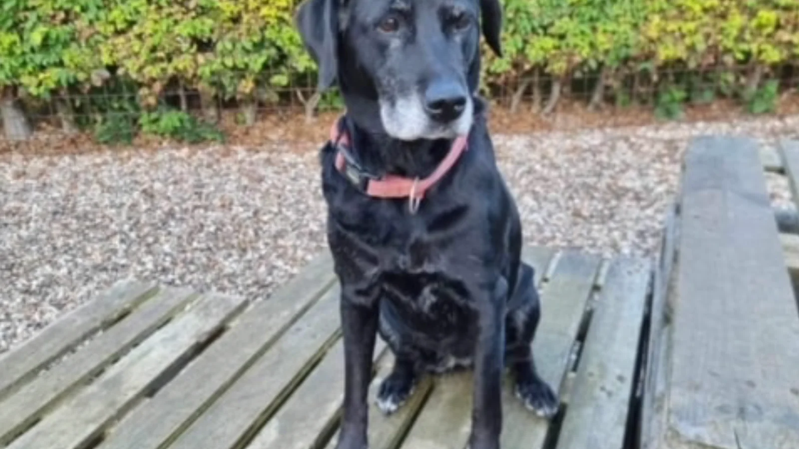 Sort labrador savner sin ejer
