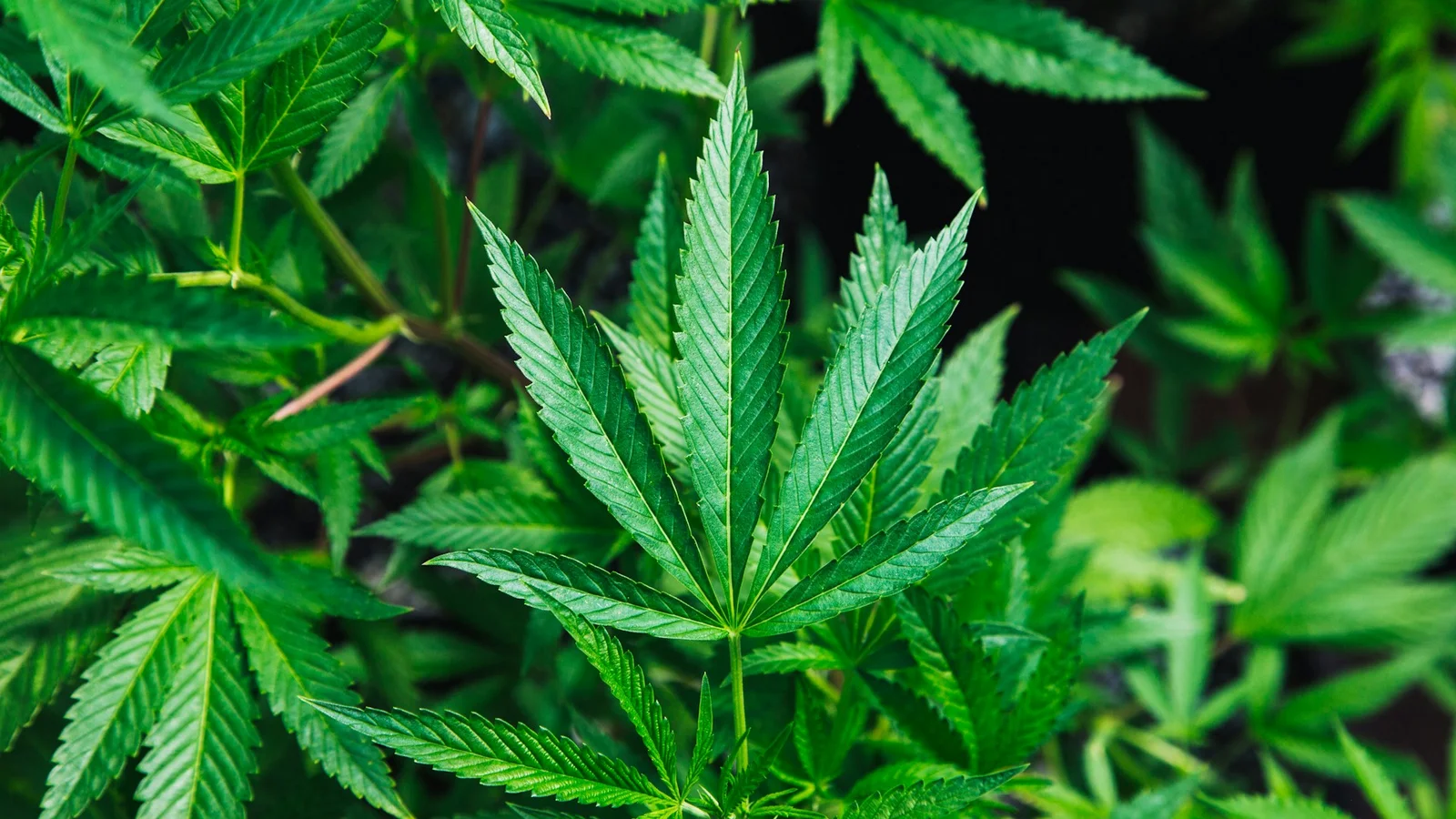 Sydøstjyllands Politi sigter tre personer efter fund af cannabisplanter