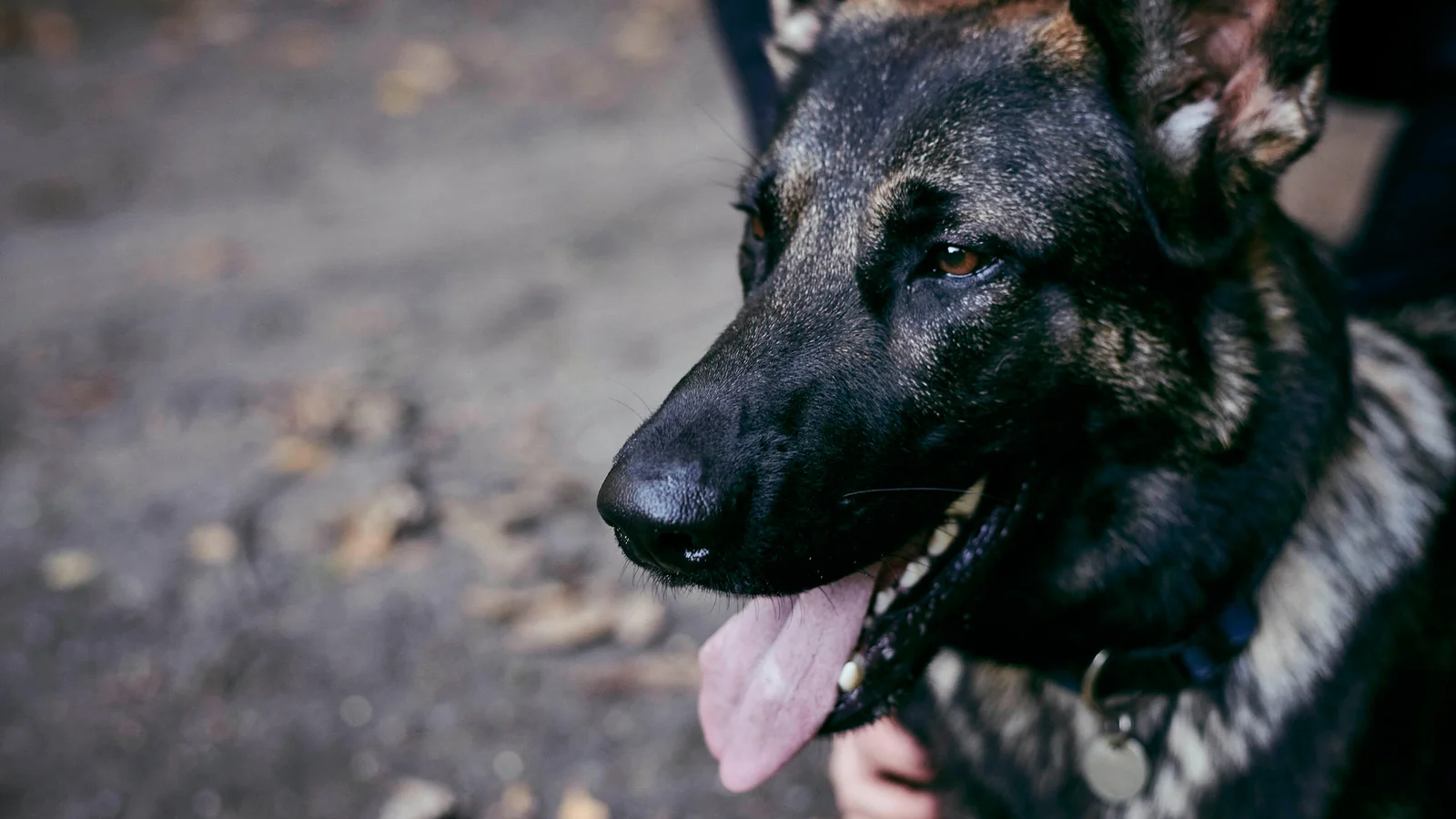 Hundepatrulje snuste sig frem til indbrudstyve i går - nu er de dømt