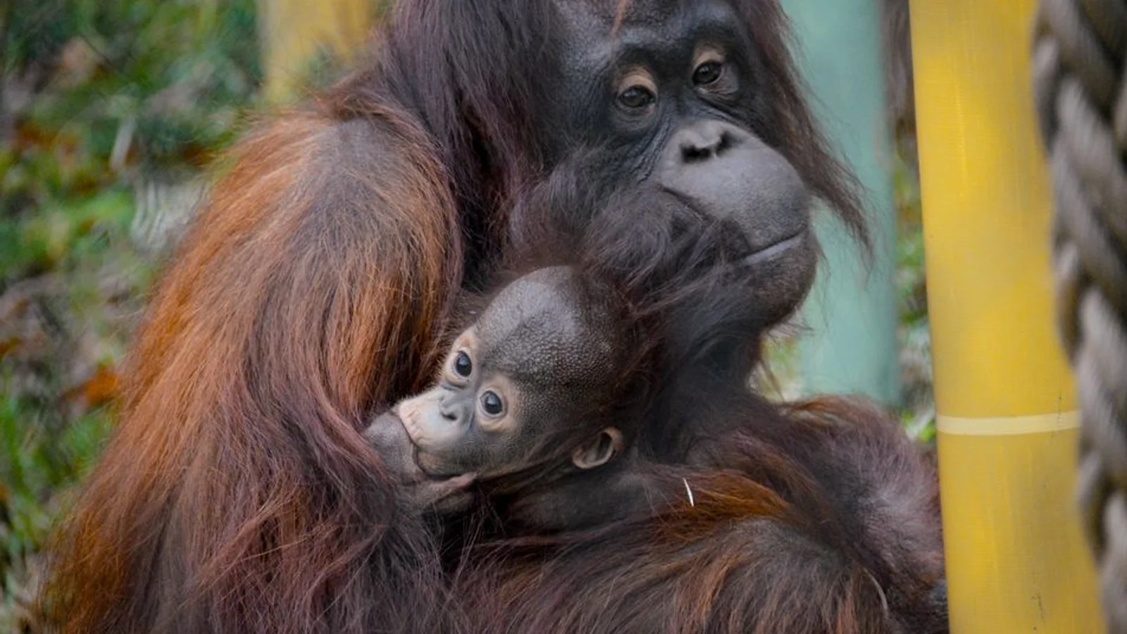 Nordjyske virksomheder går sammen med Aalborg Zoo og fordobler indsatsen for naturen – både lokalt og globalt