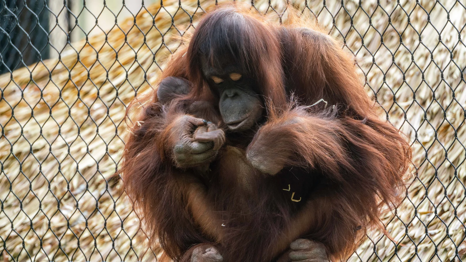 Orangutangfødsel i Aalborg Zoo