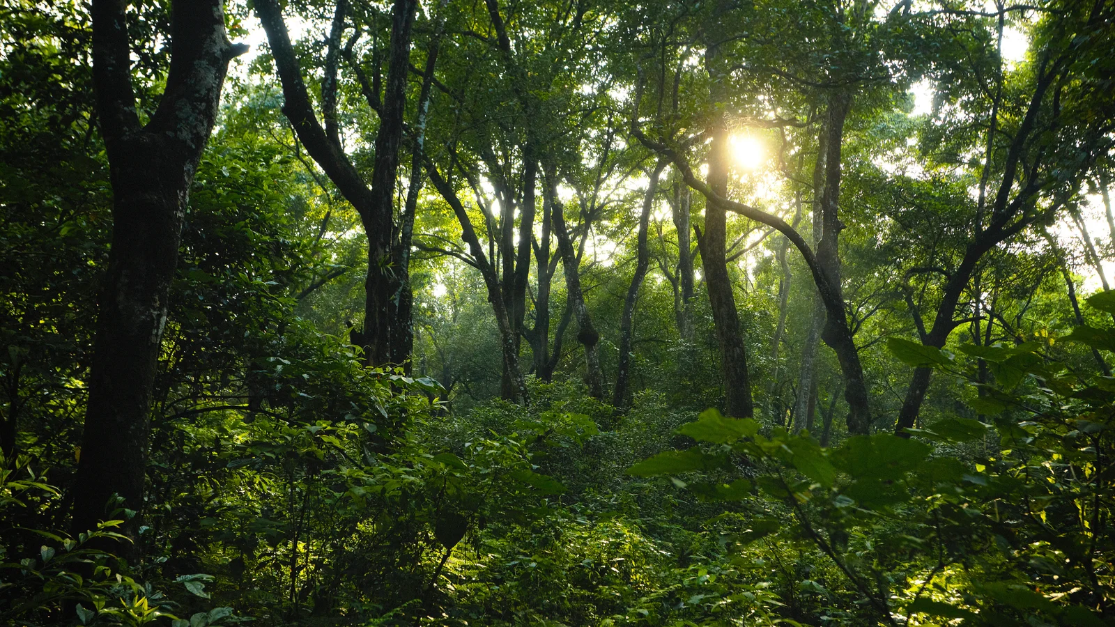 Nu åbner Danmarks første naturnationalpark