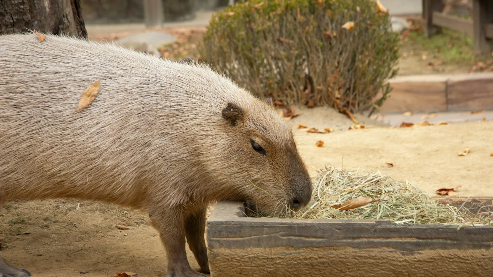 Efterårshygge for hele familien: Besøg Skærup Zoo i efterårsferien