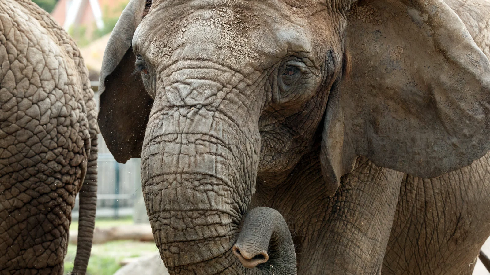 Elefant aflivet på grund af sygdom