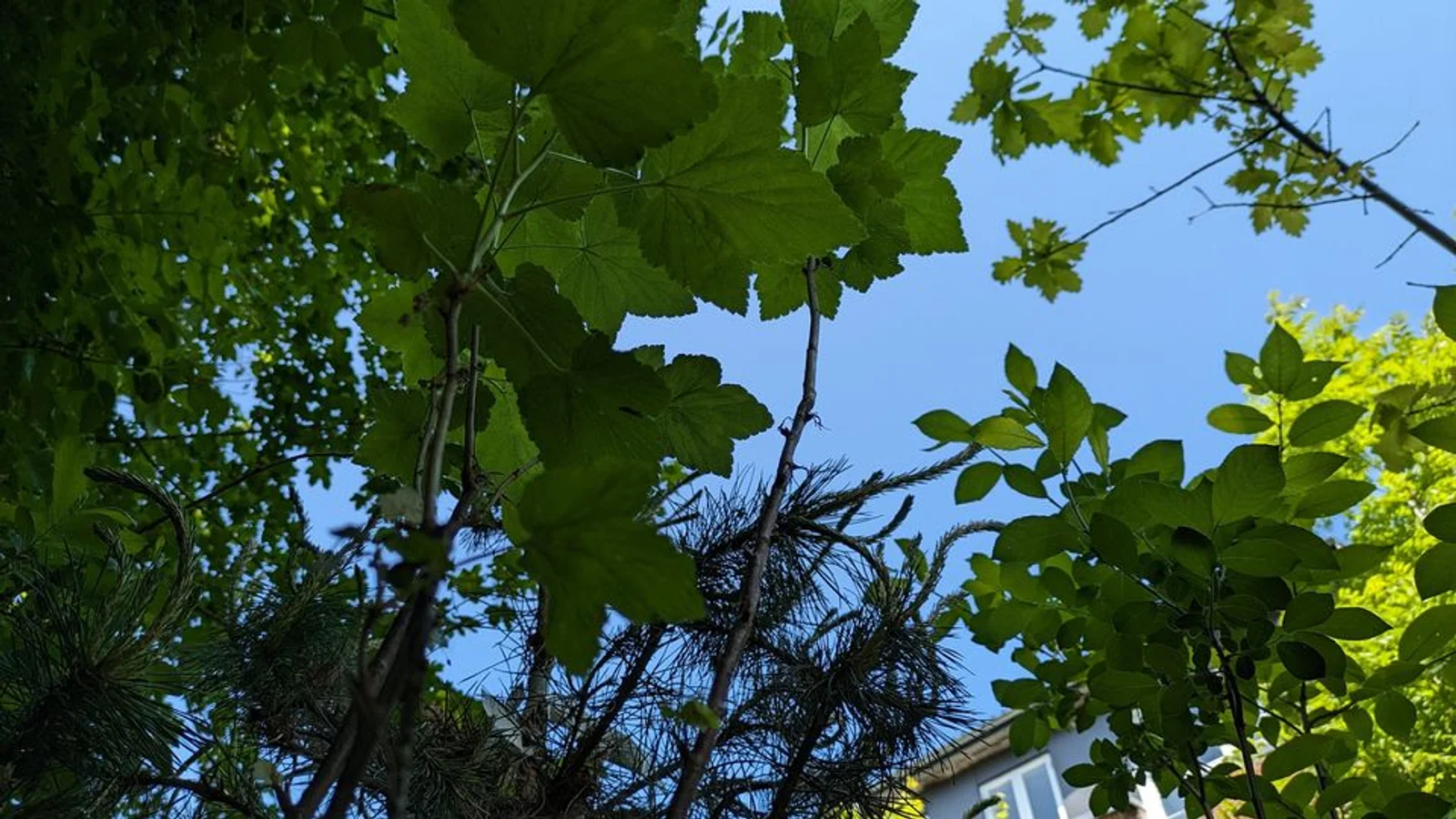 Sunset Boulevard vil plante mikroskove i byerne