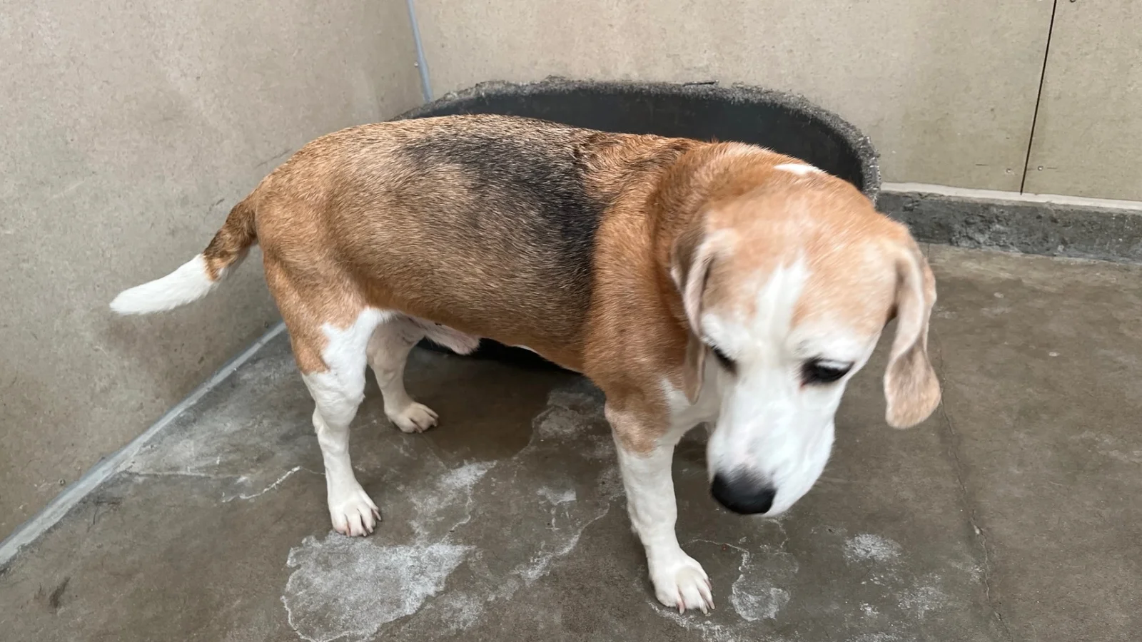 Beagle fundet i Vejle