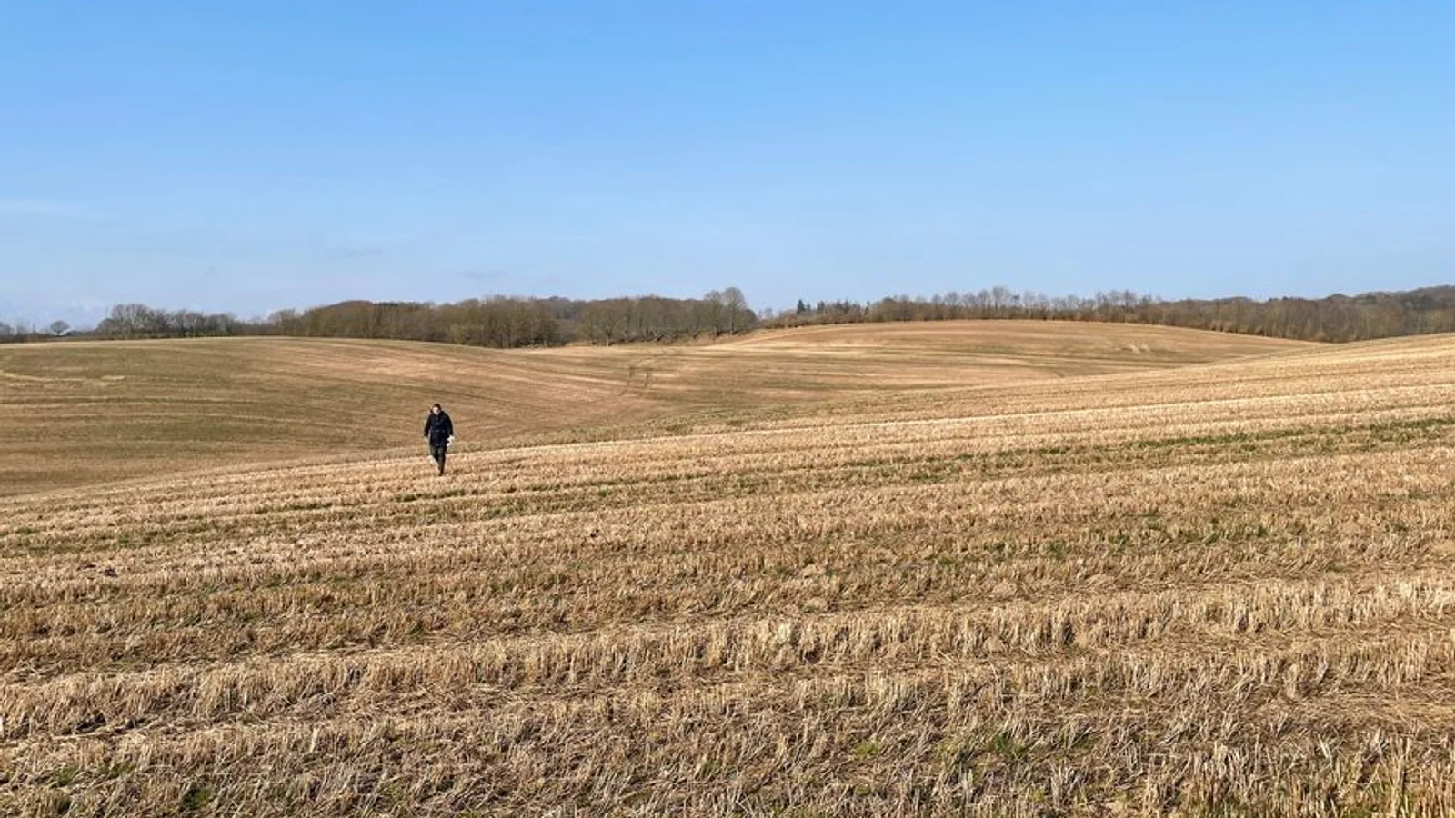 Aarhus Kommune afprøver ny metode for urørt skov