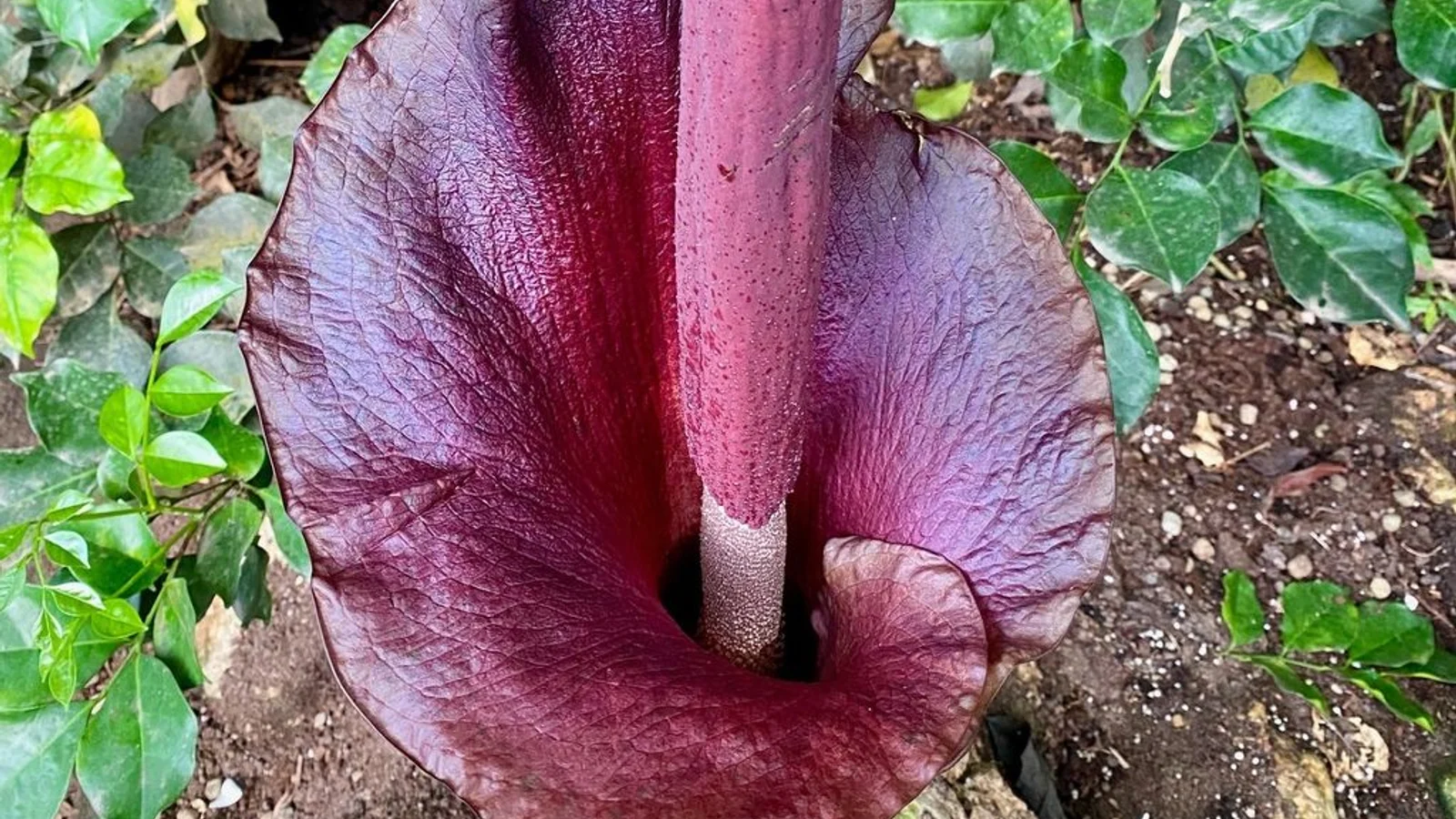 Smag på eksotiske planter i Væksthusene
