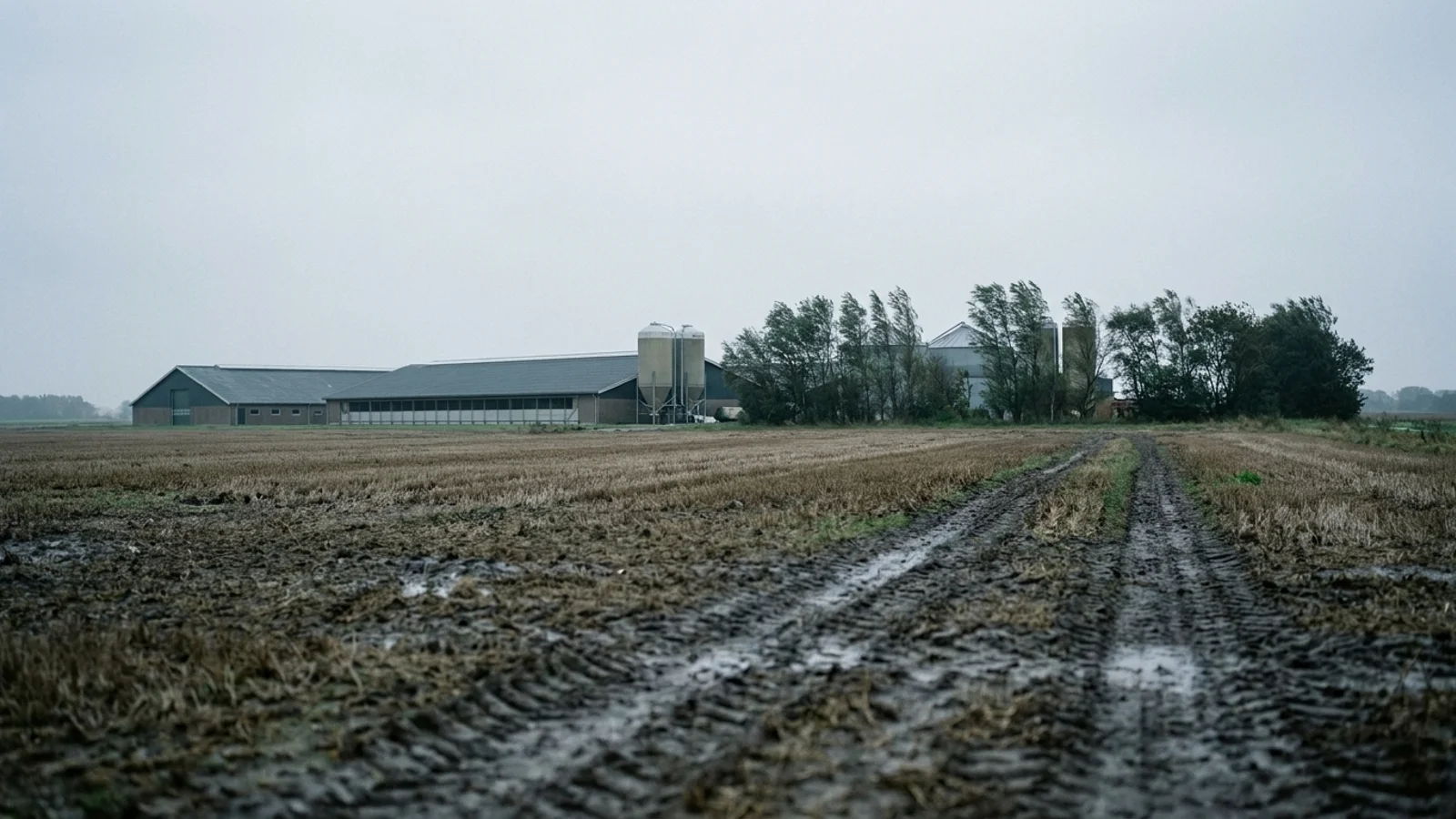 Nordjyske kommuner blandt landets største producenter af grise