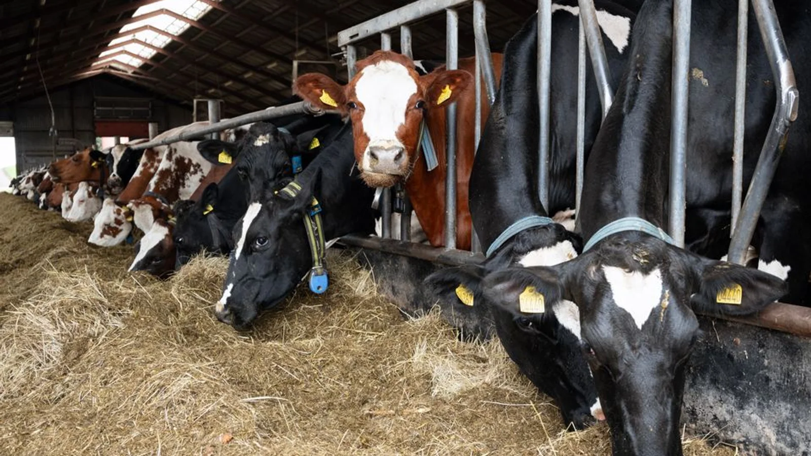 Økologisk mælkeproducent lettet over grøn trepartsaftale: - Det bedste opnåelige