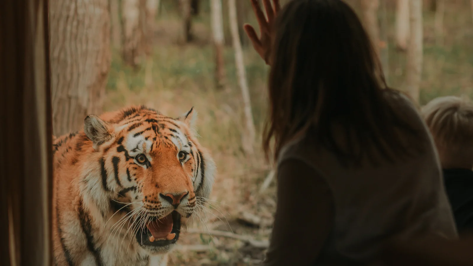 Knuthenborg åbner for vinter-overnatning: Vinter Camp hos tigerne