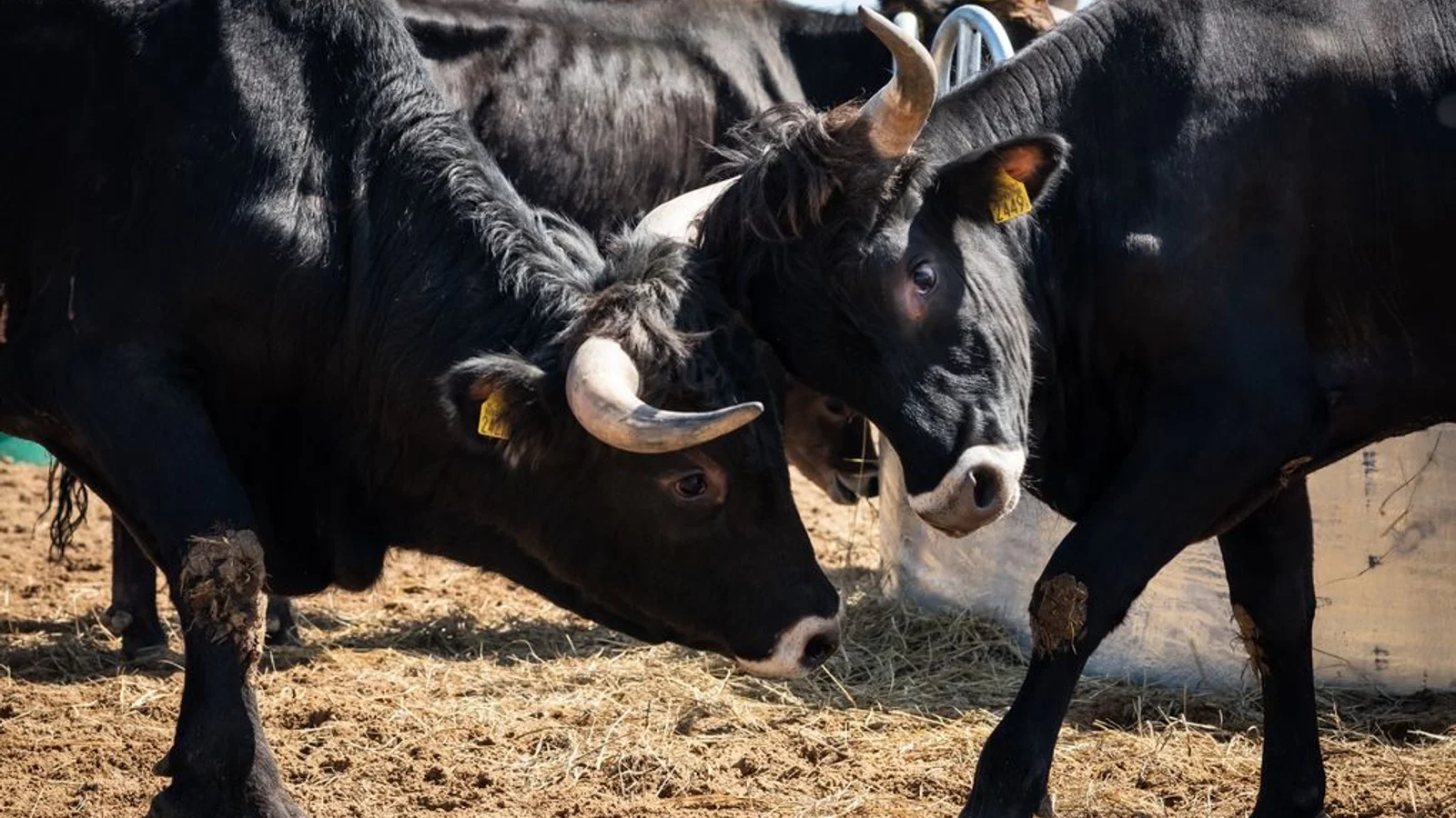 Tauros-oksen kommer til Danmark for at øge biodiversiteten