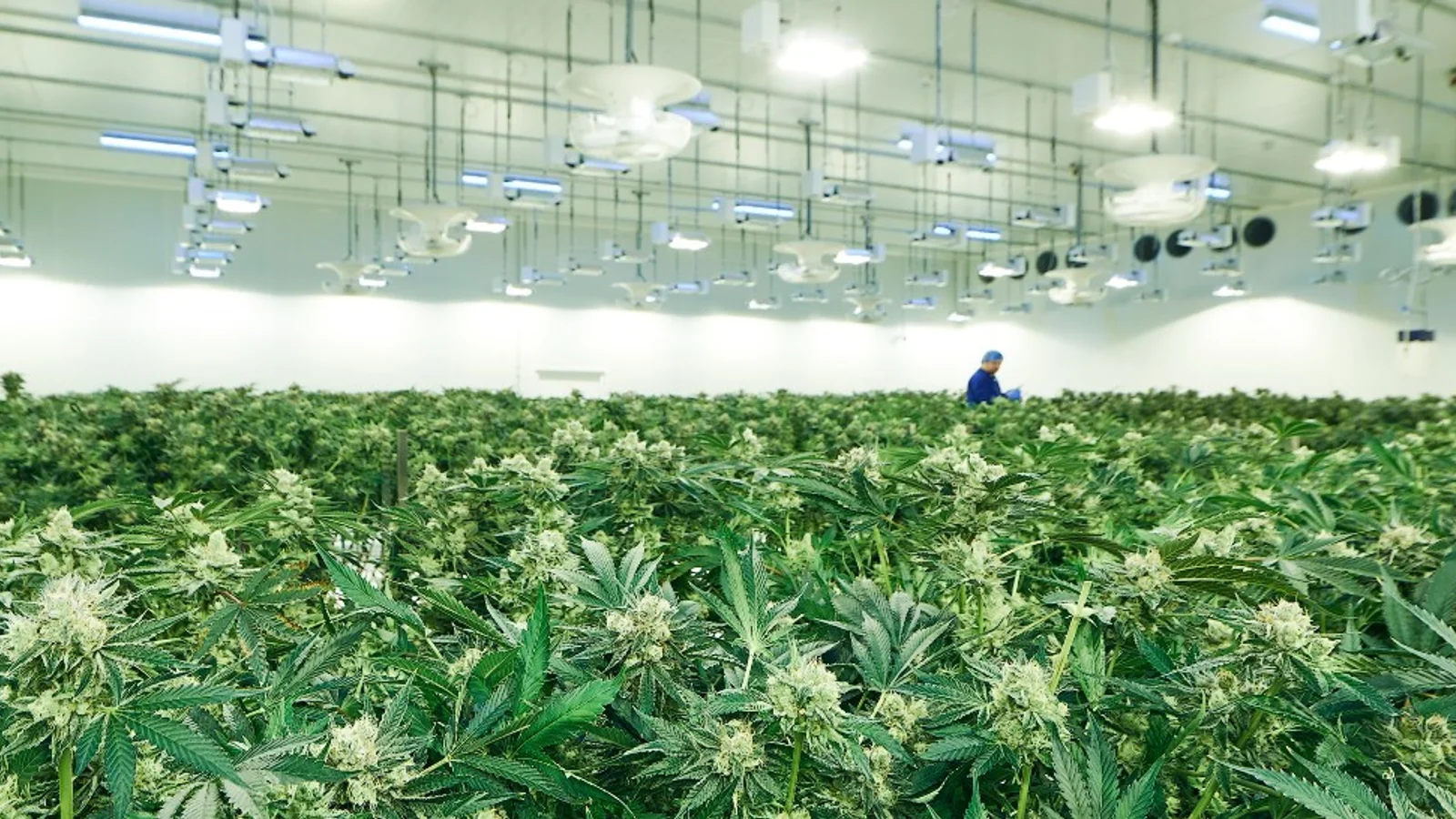 Valeos Pharma accelererer produktionen af medicinsk cannabis via nyt strategisk samarbejde med Celadon Pharmaceuticals