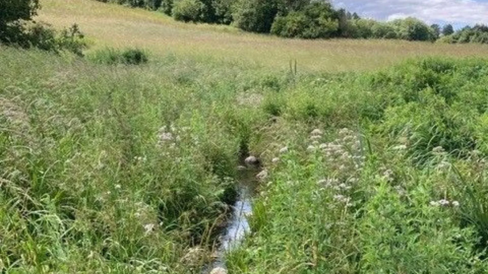 Nyt naturprojekt skal hjælpe ørreden i Damvad Å