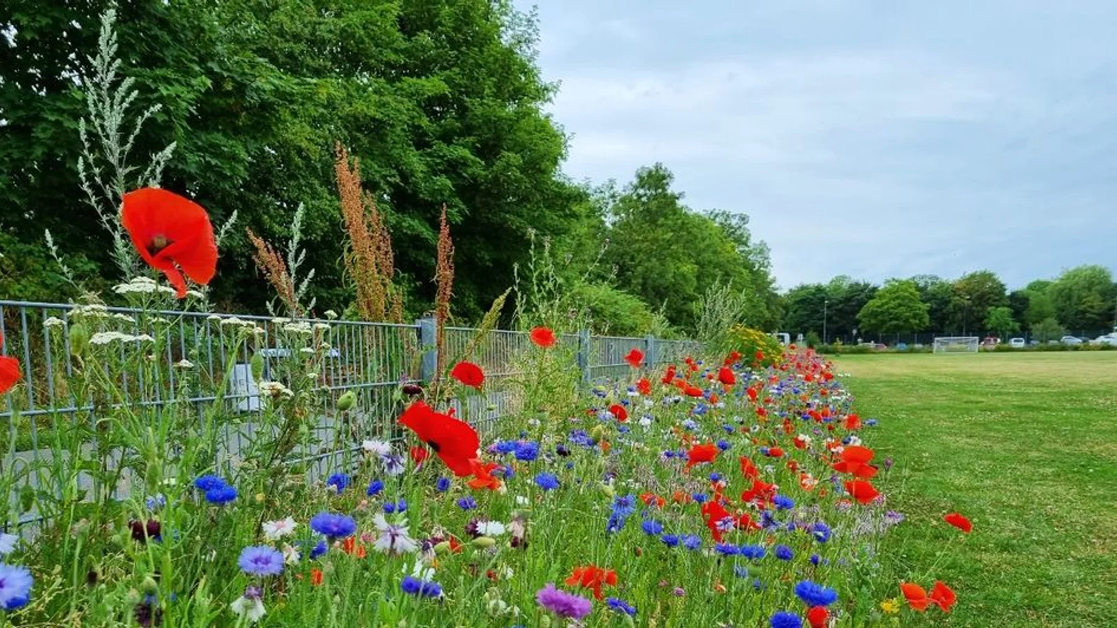 Nu skal det blomstre og summe af liv på byens idrætsanlæg