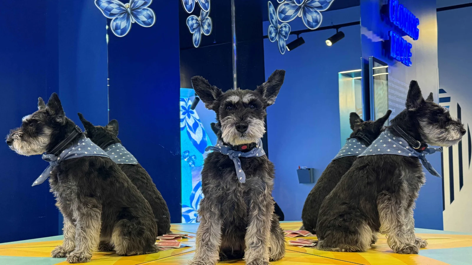 Tag hunden med på museum