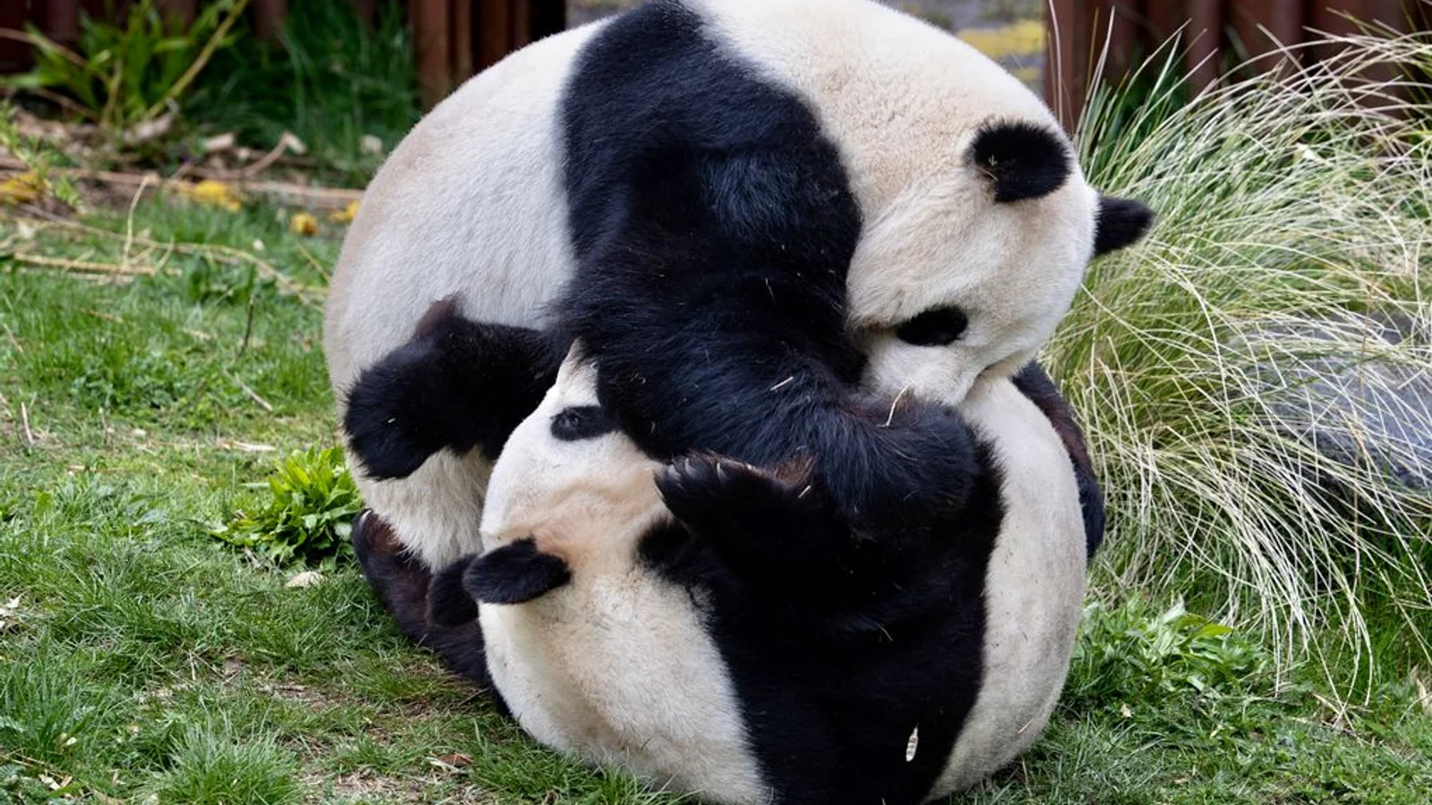 Zoologisk Have København iværksætter inseminering af hunpanda