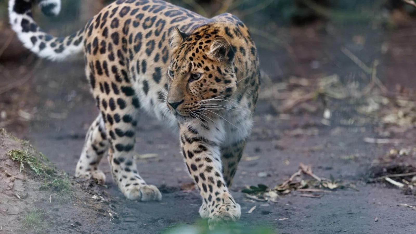 Zoologisk Have København indvier Europas længste leopardsti