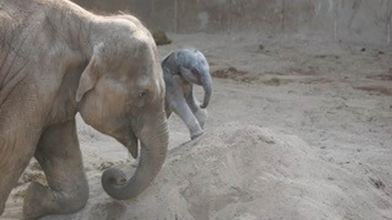 Ny hanelefantunge født i Zoologisk Have til stor glæde