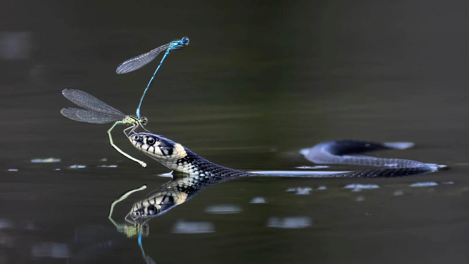 Årets naturfoto 2025 er fra Roskilde