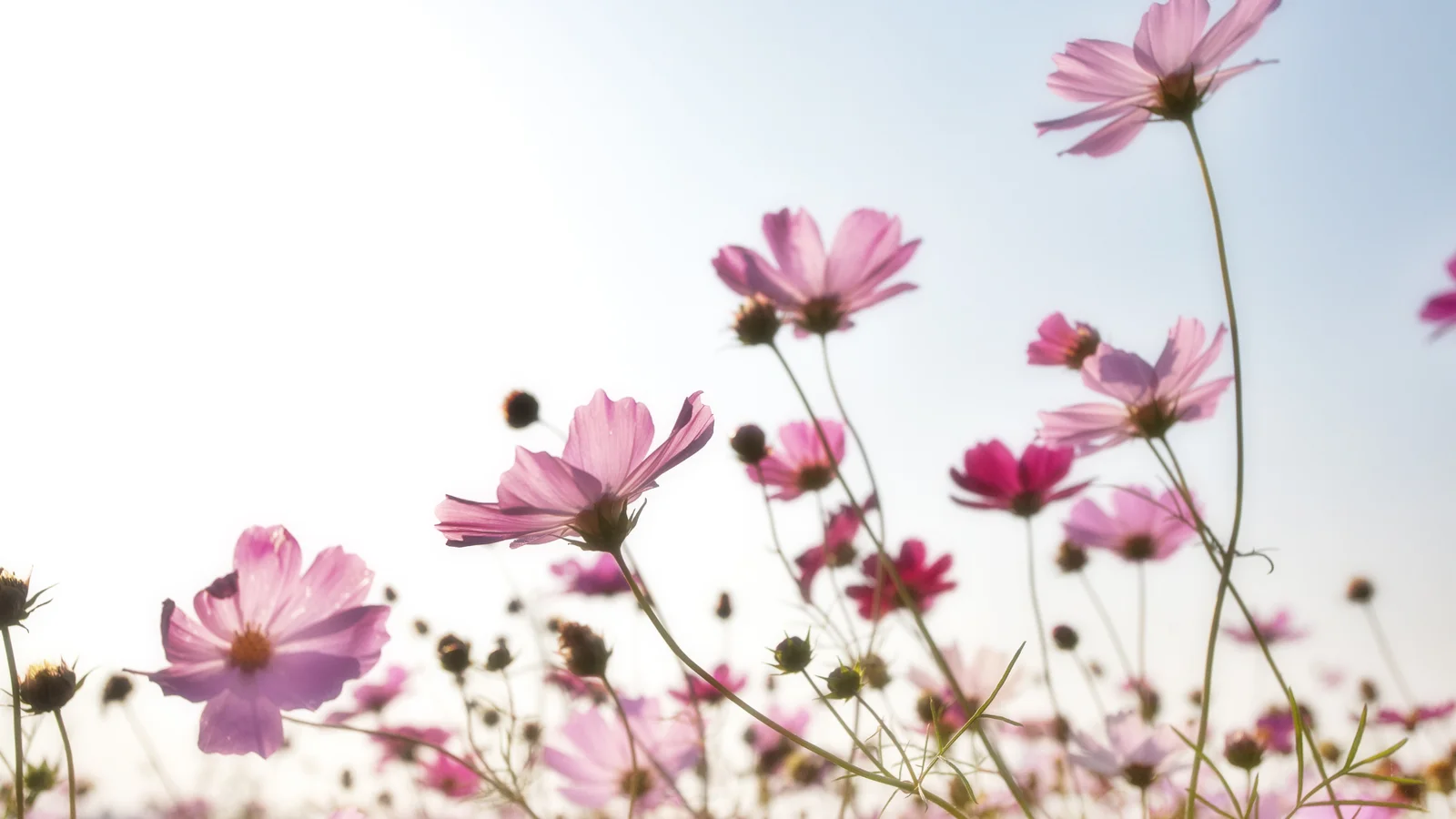 100 hektar blomstrer for miljøet i Slagelse Kommune