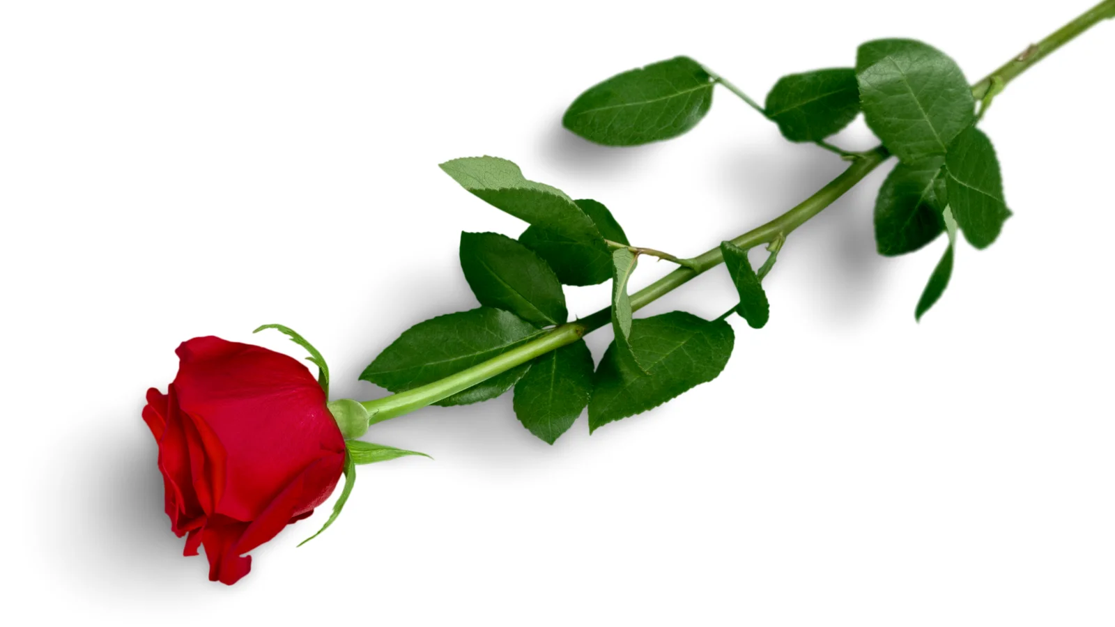 Studentertiden nærmer sig: Bestil studenterrosen i god tid hos Magnolia Florist