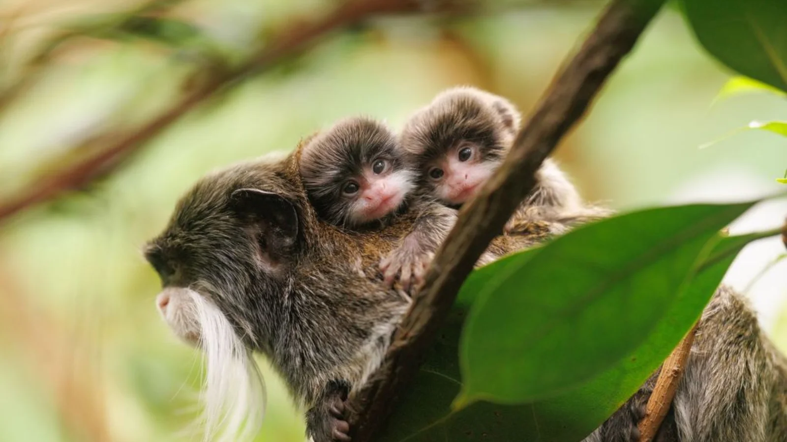 Sommer i ZOO – masser af nye dyreunger
