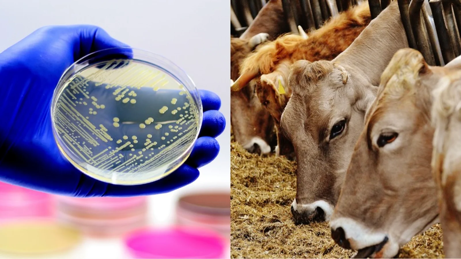 Bakterier fra køer viser lovende resultater i behandling af MRSA-infektioner