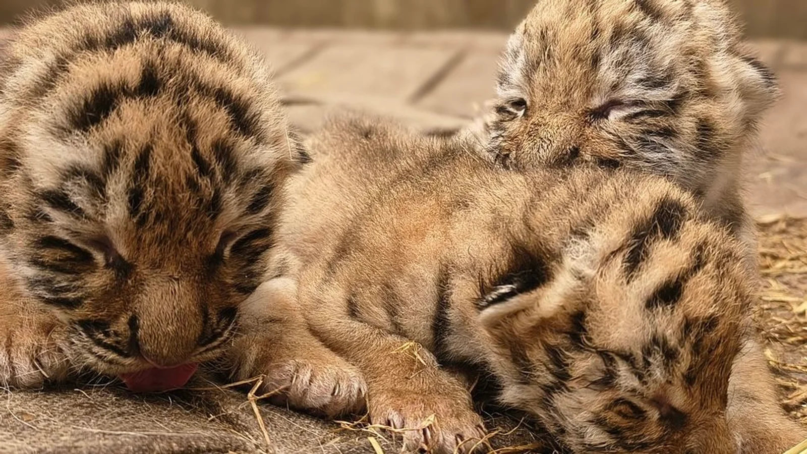 GLÆDELIG SOMMERNYHED: TRE NYFØDTE TIGERUNGER I ZOO