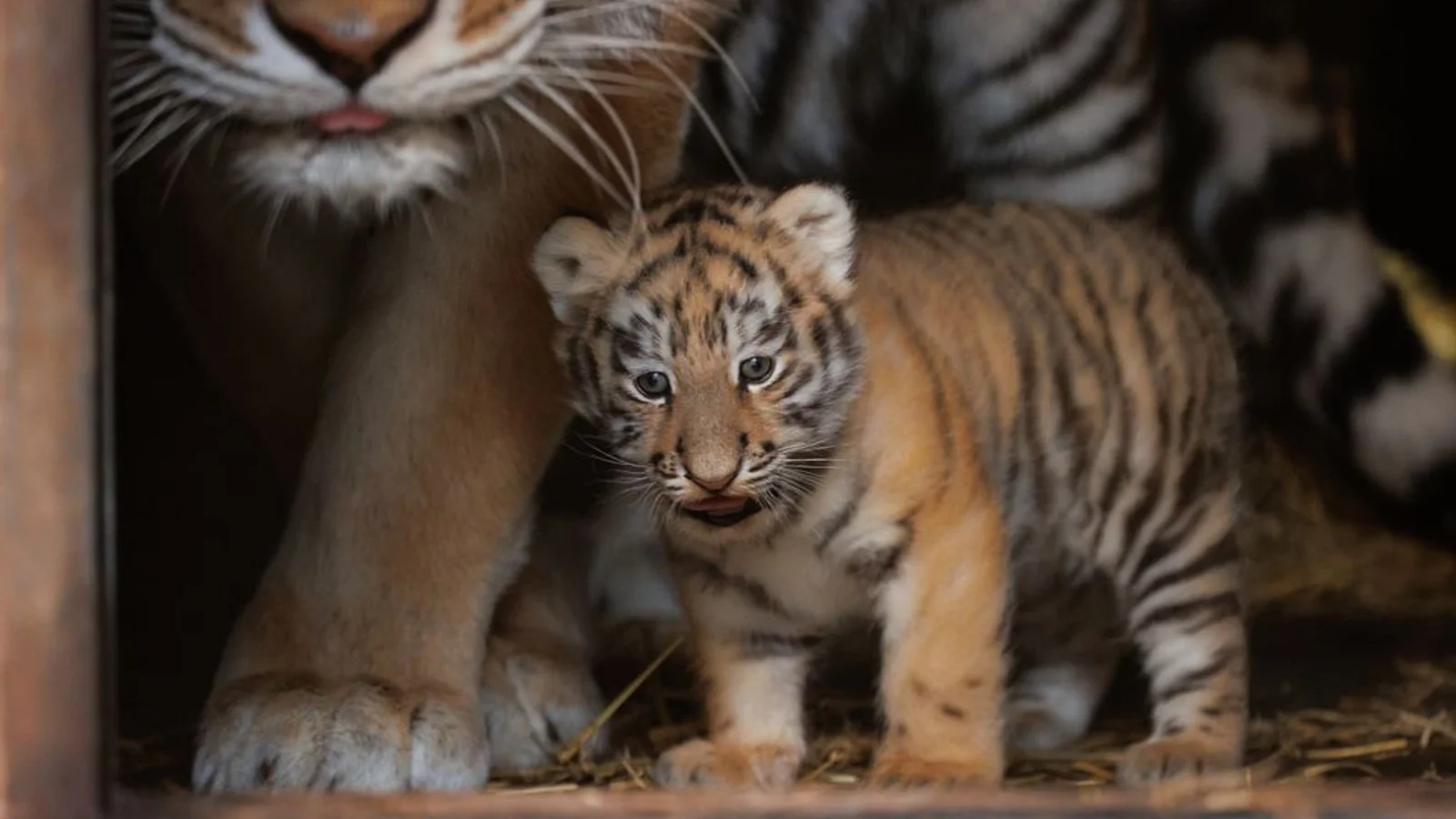 Årets optælling i Zoologisk Have: Flere truede dyr og et enkelt ”mirakel”