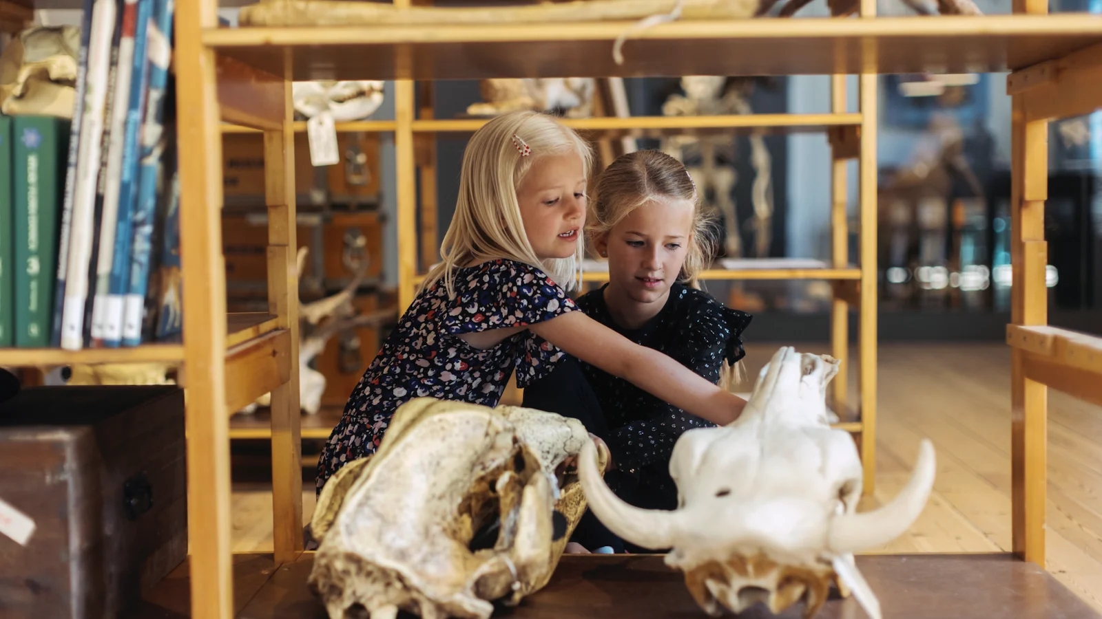 Efterårsferie for hele familien på Statens Naturhistoriske Museum