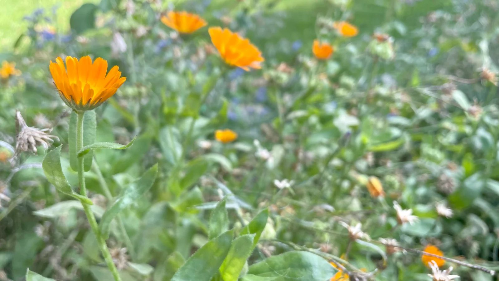 København bliver vildere: Partier investerer i biodiversitet