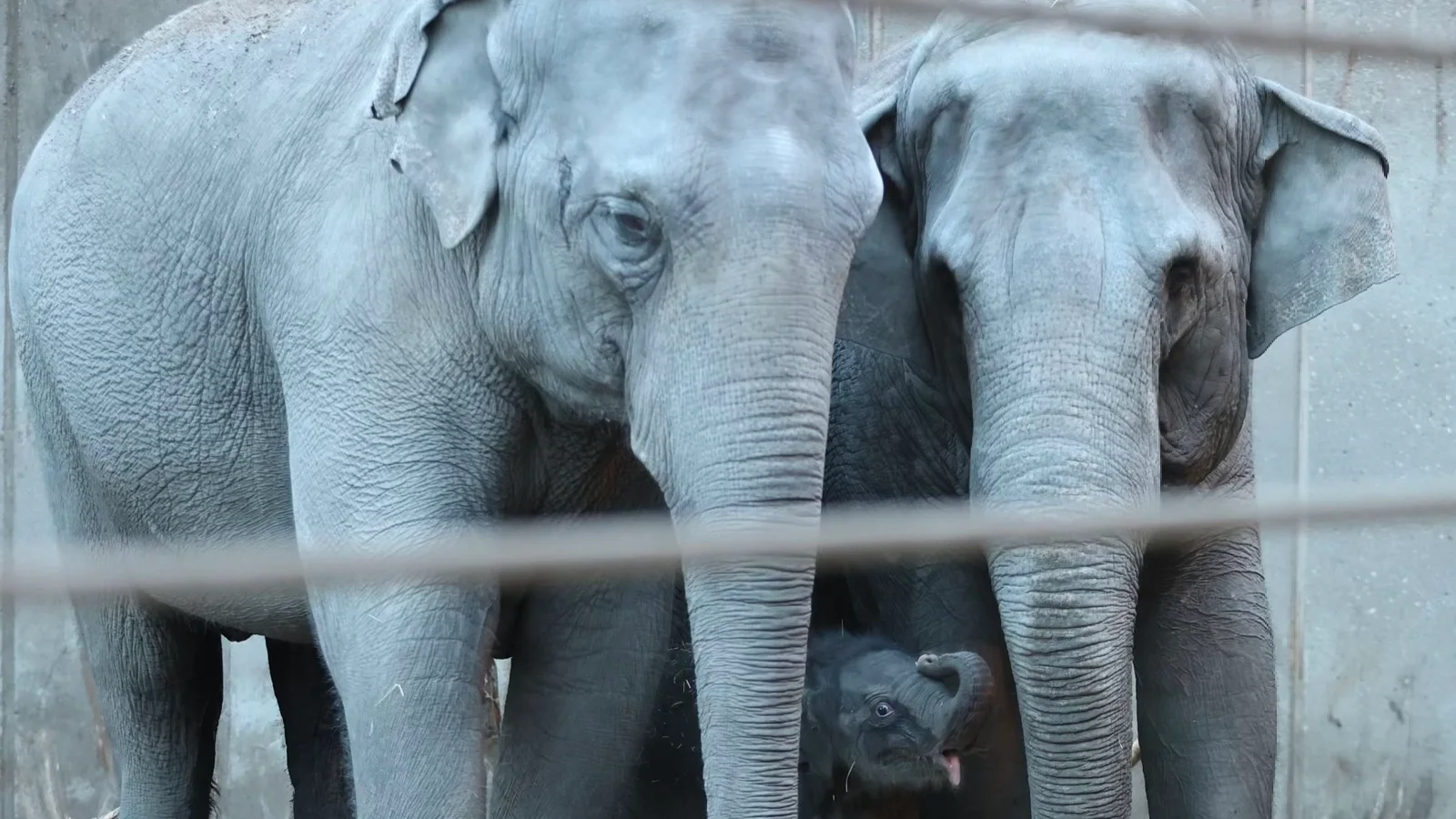 Stor dag: Elefantunge født i ZOO
