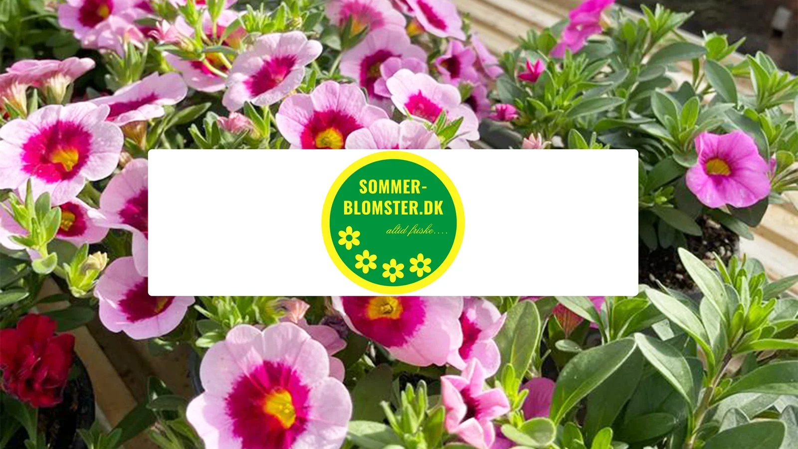 Sommer-blomster.dk søger medarbejder til weekendarbejde