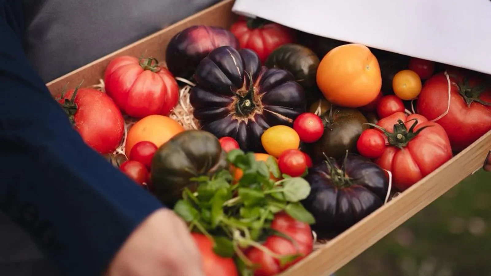 Tomataften på Fjelsted Skov