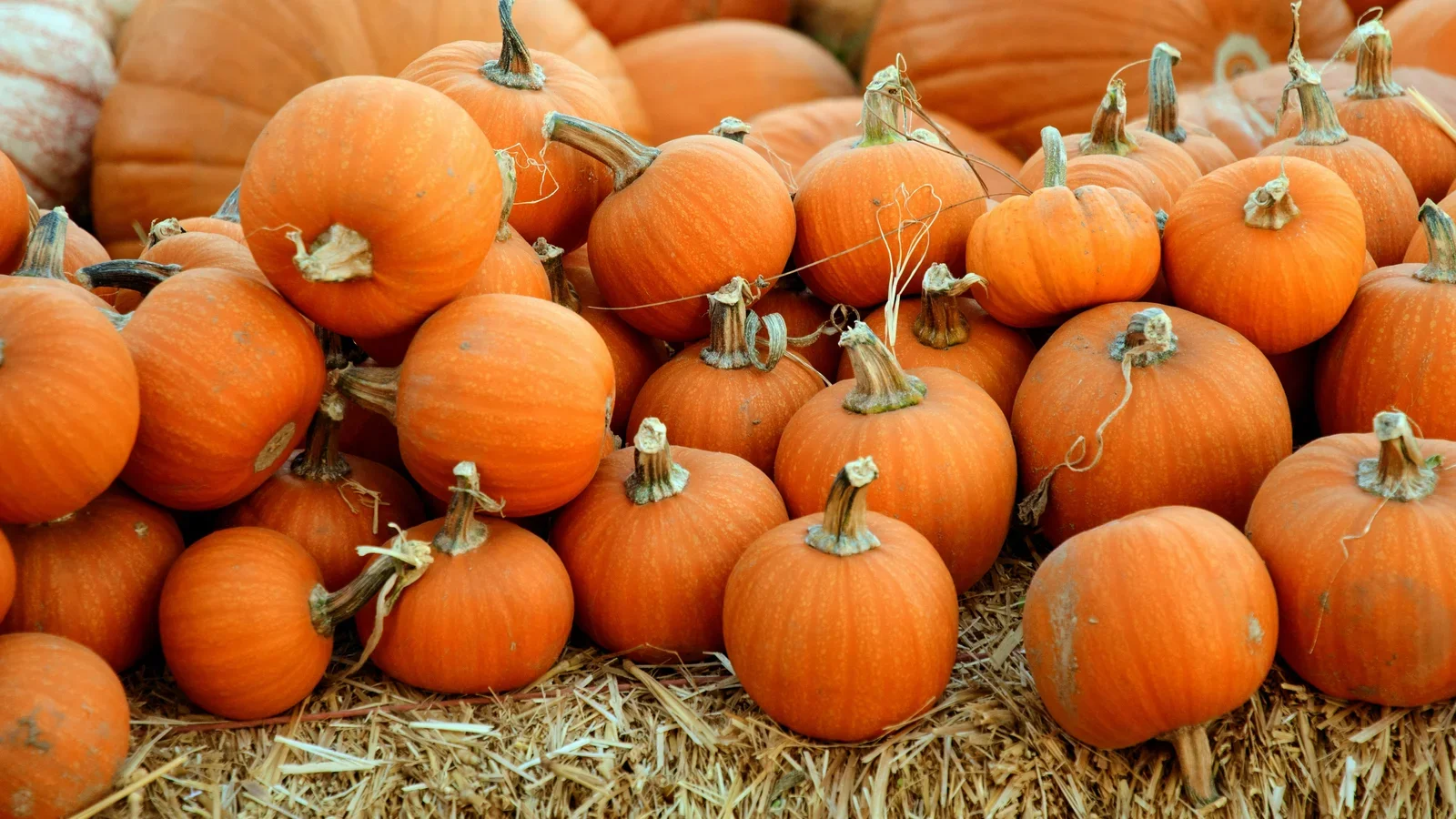 Stegt flæsk og halloweenhygge