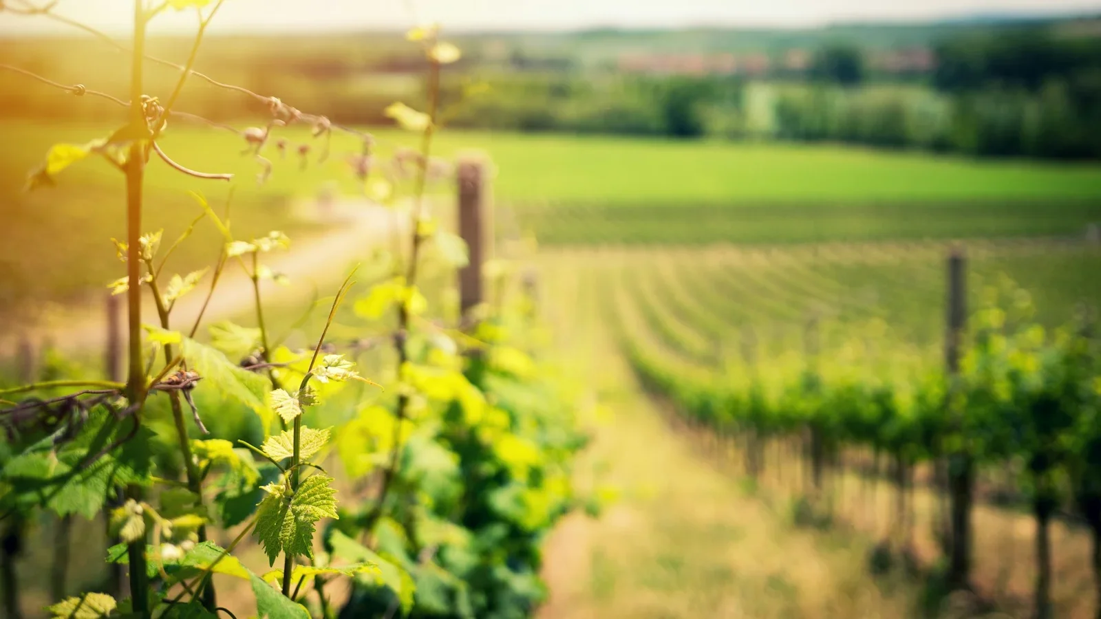 Eksklusiv vinsmagning: Bourgogneaften med Vin & Co. og HUSET Middelfart