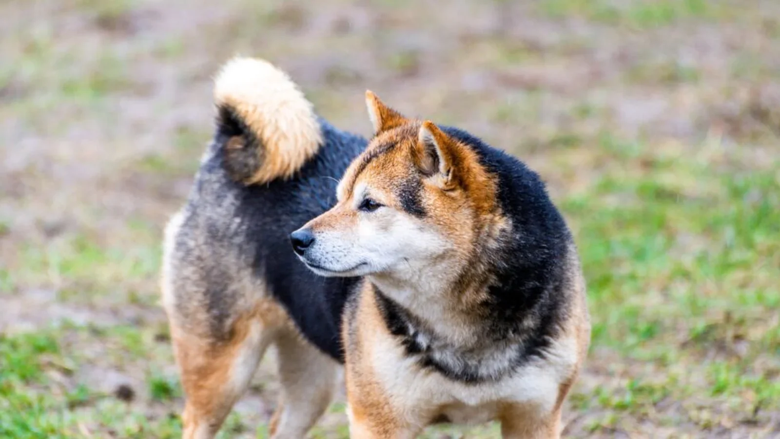 Hundeudstilling i Spidshundeklubben