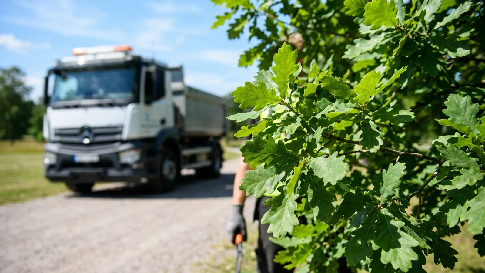 Randers Kommune afsøger muligheder for bekæmpelse af egeprocessionsspinder