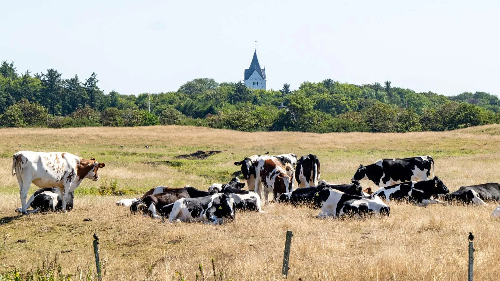 Effektiv sagsbehandling på miljøområdet: Esbjerg Kommune ligger foran landsgennemsnittet